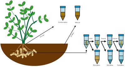 Arbuscular mycorrhizal fungi increased peanut (Arachis hypogaea L.) yield by changing the rhizosphere microbial community structure in saline-alkali soil